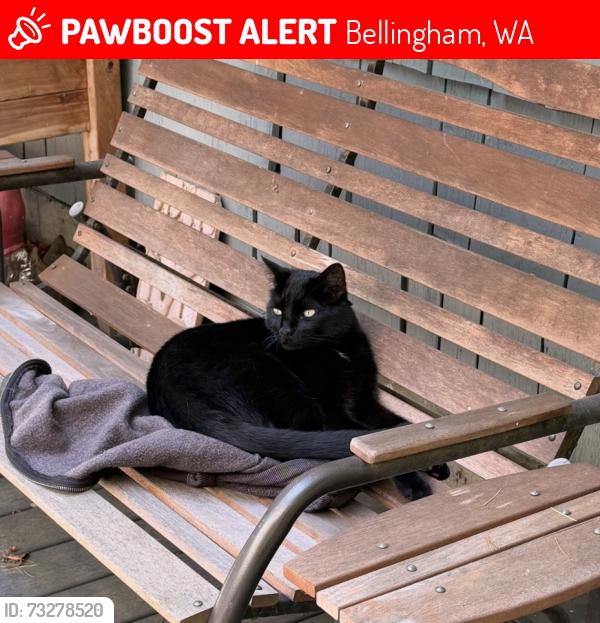 Lost Male Cat last seen Old Guide Rd and Harvest Way, near Hemmi, Bellingham, WA 98226