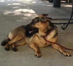Found/Stray Female Dog last seen Alps st and avalon rd, Orange County, FL 34787