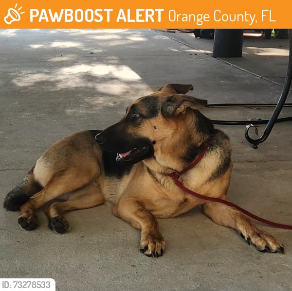 Found/Stray Female Dog last seen Alps st and avalon rd, Orange County, FL 34787