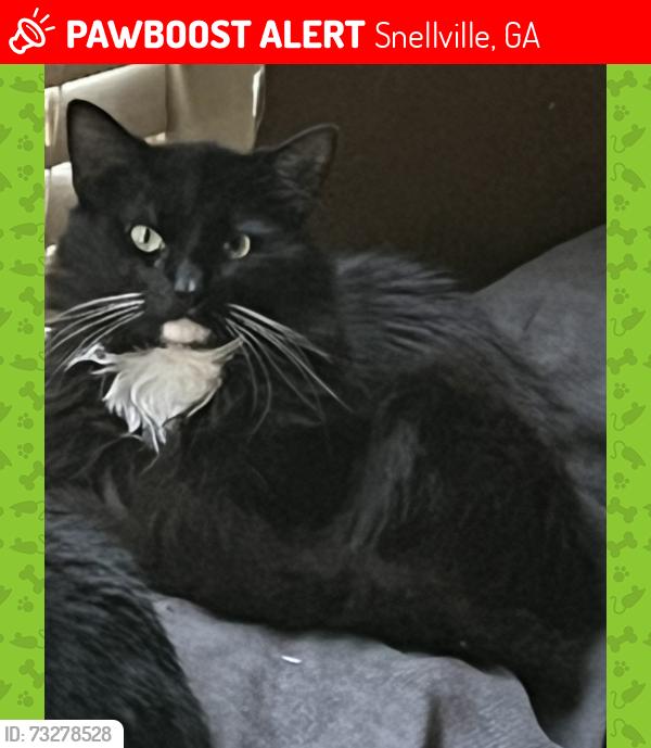 Lost Male Cat last seen oakland park blvd SW, Snellville, GA 30039