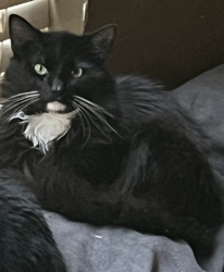 Lost Male Cat last seen oakland park blvd SW, Snellville, GA 30039
