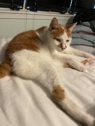Lost Male Cat last seen Crestwood, San Antonio, TX 78209