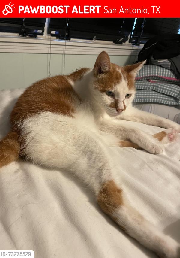 Lost Male Cat last seen Crestwood, San Antonio, TX 78209