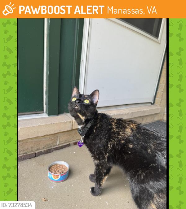 Found/Stray Unknown Cat last seen Manassas Mill Road, Manassas, VA 20110
