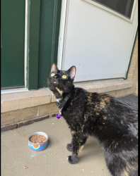 Found/Stray Unknown Cat last seen Manassas Mill Road, Manassas, VA 20110