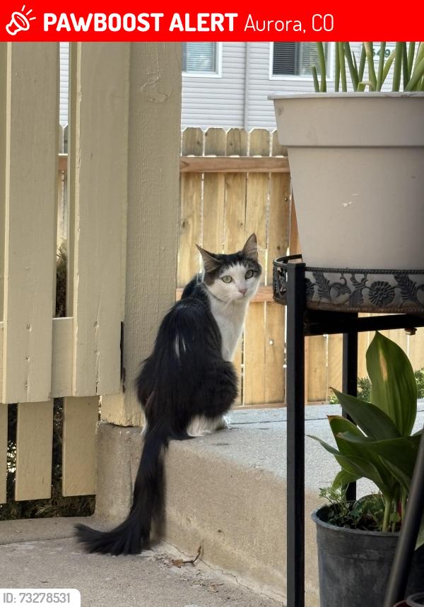 Lost Female Cat last seen E Evans and S Ivory, Aurora, CO 80013