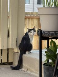 Lost Female Cat last seen E Evans and S Ivory, Aurora, CO 80013