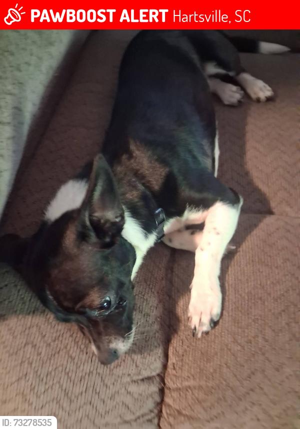 Lost Female Dog last seen Lakeview, Hartsville, SC 29550