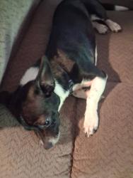Lost Female Dog last seen Lakeview, Hartsville, SC 29550