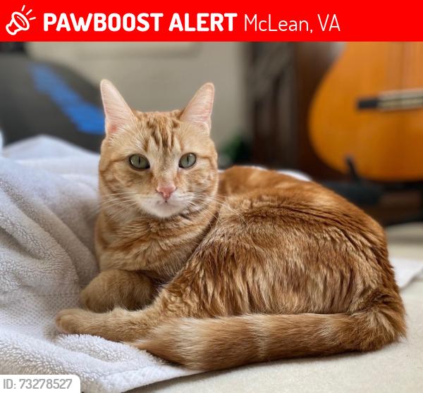 Lost Female Cat last seen Whittier Ave. and Tennyson Dr, McLean, VA 22101