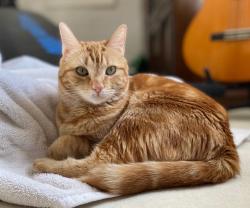 Lost Female Cat last seen Whittier Ave. and Tennyson Dr, McLean, VA 22101