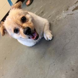Shelter Stray Male Dog last seen , 2350 Appling City Cove, Memphis, TN 38133, USA