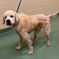 Shelter Stray Male Dog last seen , 2350 Appling City Cove, Memphis, TN 38133, USA