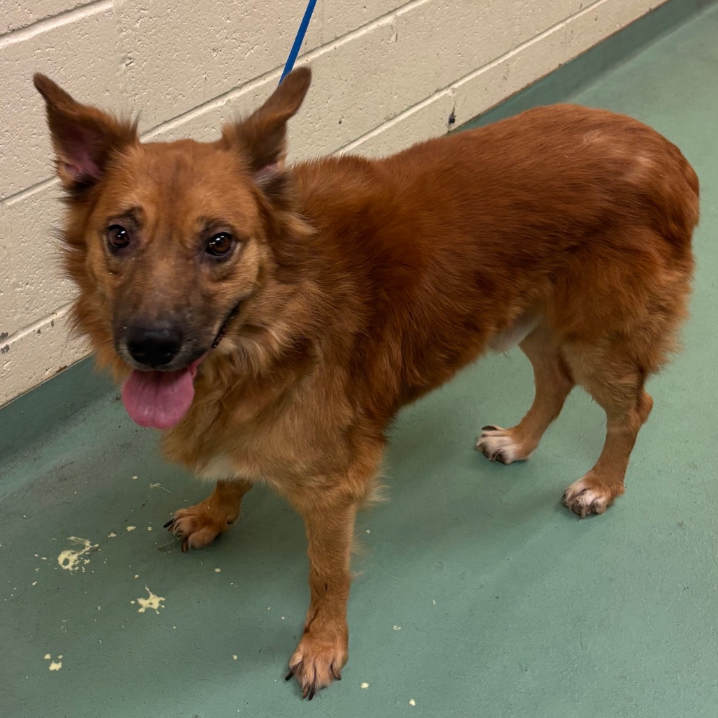 Shelter Stray Male Dog last seen , 2350 Appling City Cove, Memphis, TN 38133, USA