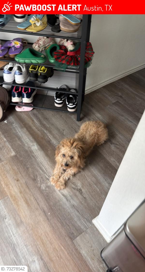 Lost Female Dog last seen Near Jollyville Rd, Austin, TX 78759, Austin, TX 78759
