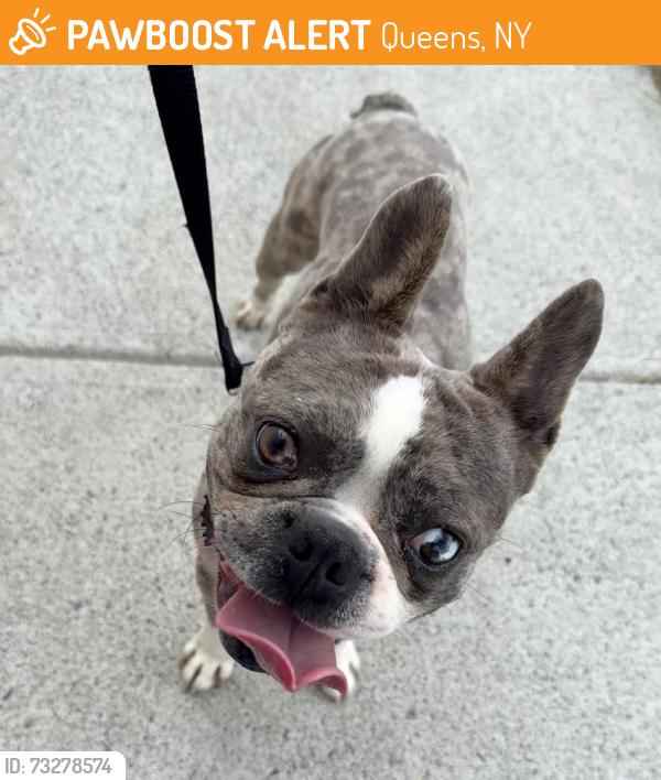 Found/Stray Male Dog last seen 63rd Street & 53rd Drive, Queens, NY 11378
