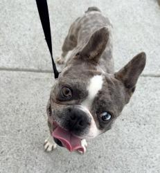 Found/Stray Male Dog last seen 63rd Street & 53rd Drive, Queens, NY 11378