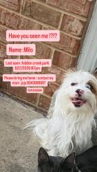 Lost Male Dog last seen Brockway Lane, Richmond, VA 23223