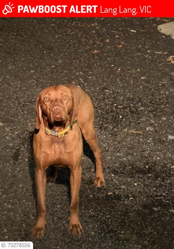 Lost Male Dog last seen Western port road lang lang east, Lang Lang, VIC 3984