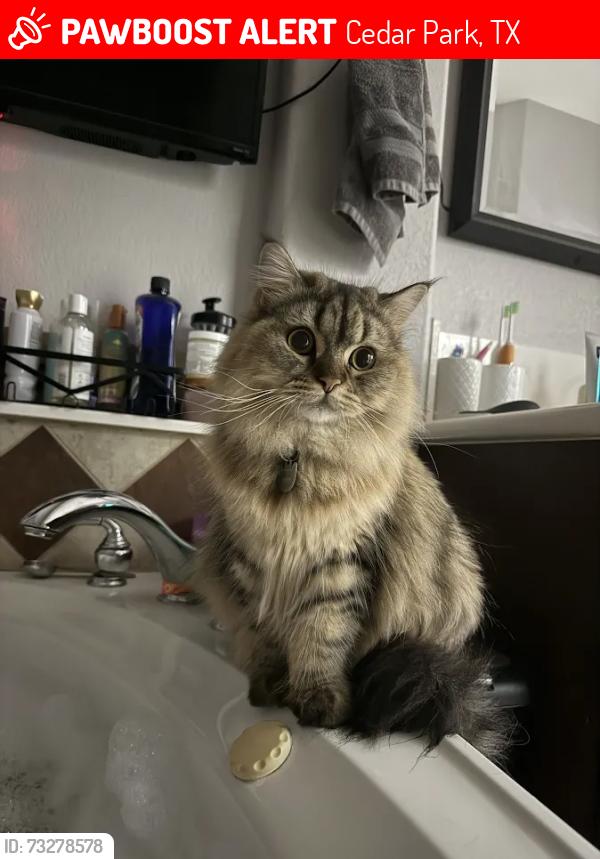 Lost Male Cat last seen buttercup creek and nelson ranch road, Cedar Park, TX 78613