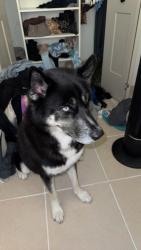 Lost Male Dog last seen Port charlotte Florida, Port Charlotte, FL 33948