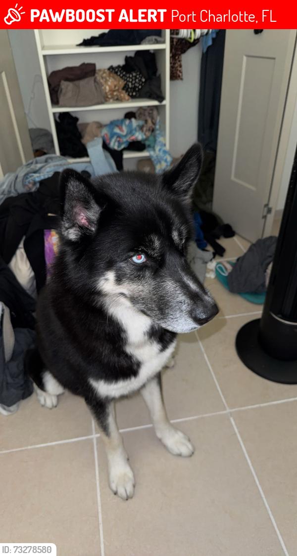 Lost Male Dog last seen Port charlotte Florida, Port Charlotte, FL 33948