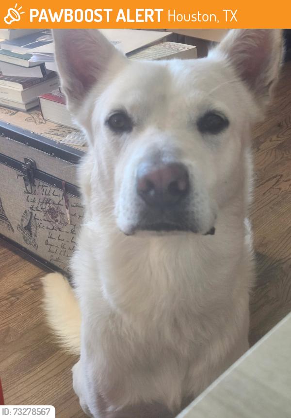 Found/Stray Male Dog last seen Near N. Main Street, Houston, Texas 77002, Houston, TX 77002