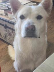 Found/Stray Male Dog last seen Near N. Main Street, Houston, Texas 77002, Houston, TX 77002