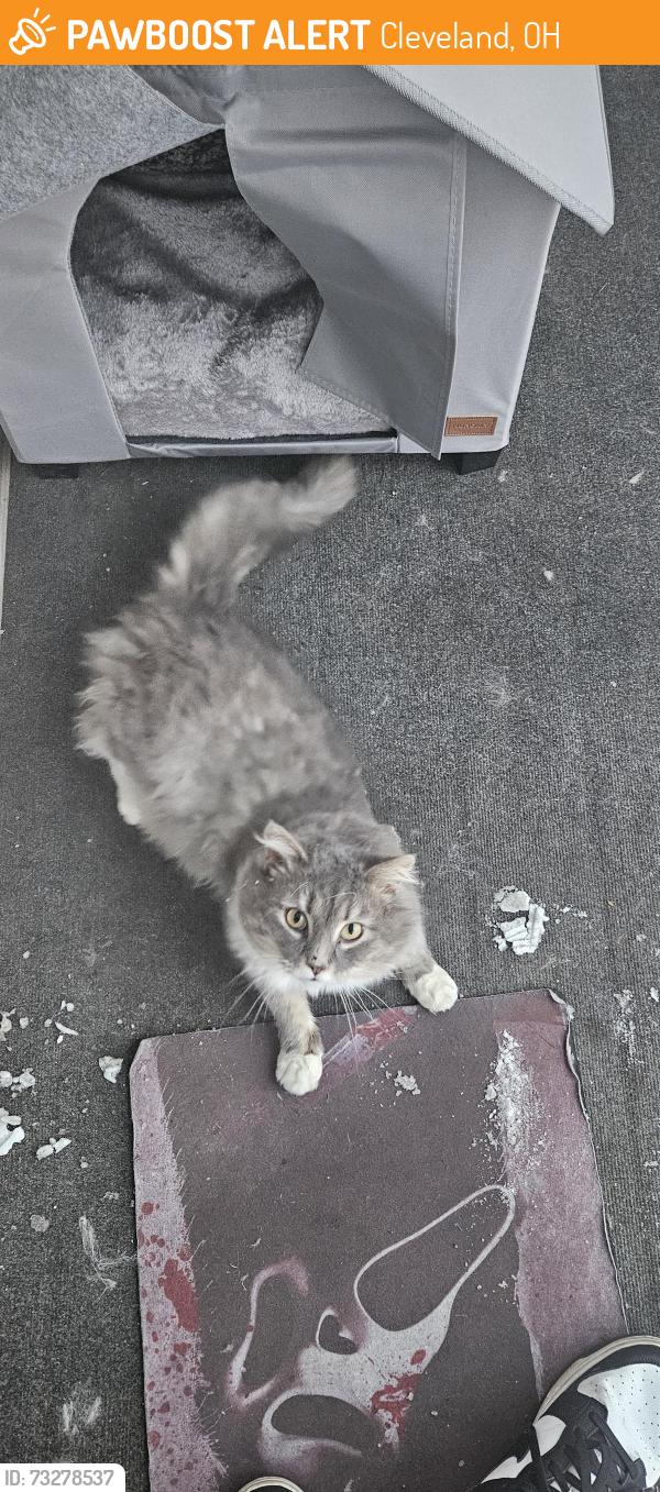 Found/Stray Male Cat last seen Near e.38 street right across the street from the chruch., Cleveland, OH 44115