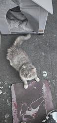 Found/Stray Male Cat last seen Near e.38 street right across the street from the chruch., Cleveland, OH 44115
