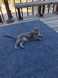 Lost Male Cat last seen Troxel/Trinity hill, Sandia Derby Estates, NM 87059