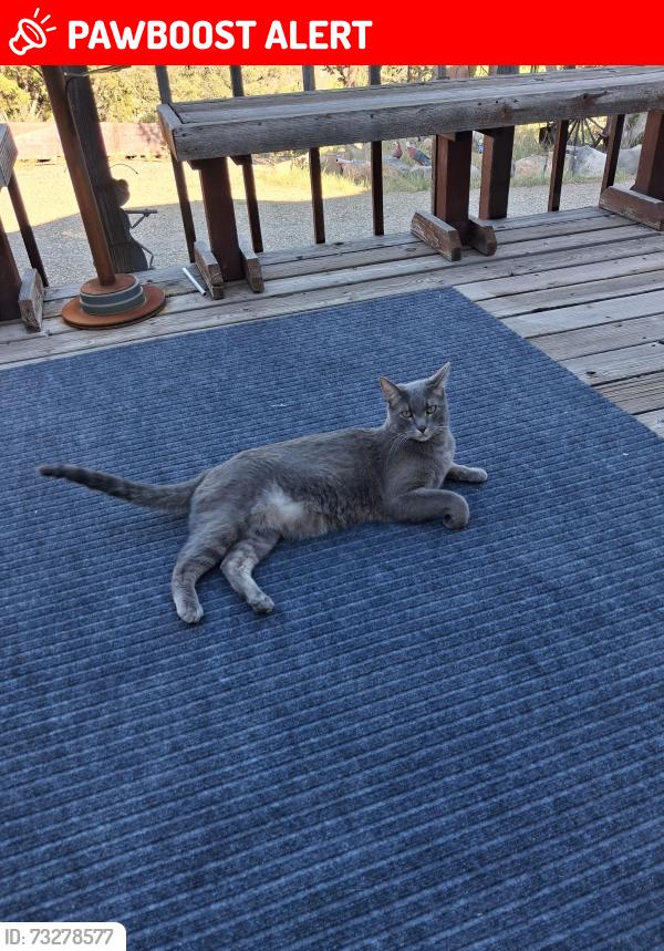 Lost Male Cat last seen Troxel/Trinity hill, Sandia Derby Estates, NM 87059