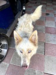 Found/Stray Male Dog last seen Off 738 Lee Subdivision, Albany, KY 42602