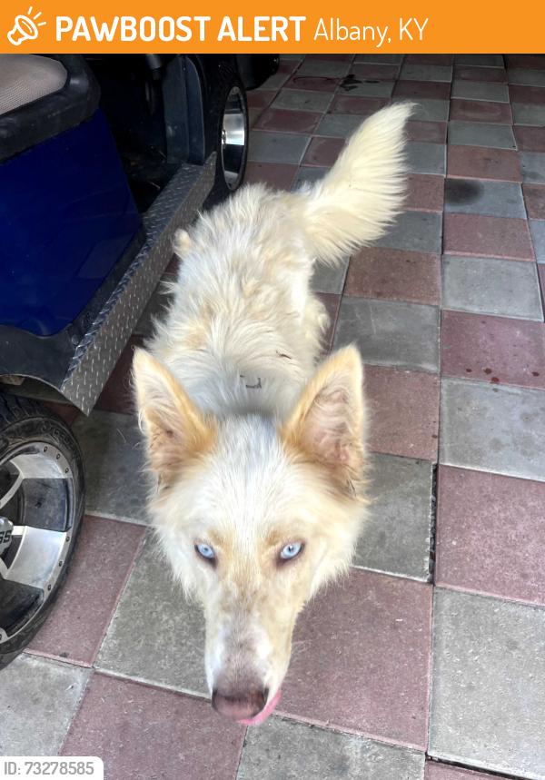 Found/Stray Male Dog last seen Off 738 Lee Subdivision, Albany, KY 42602