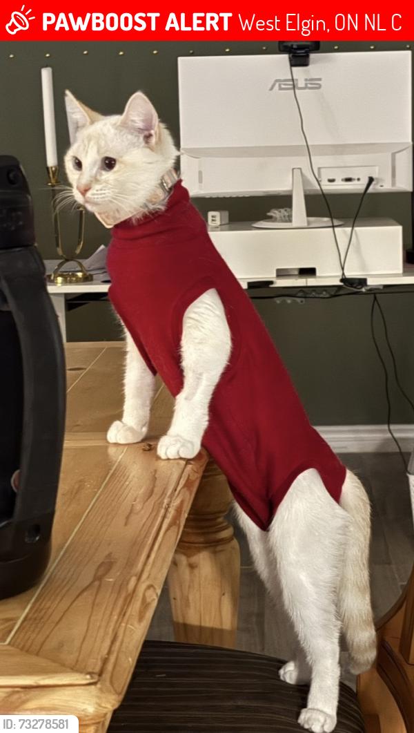 Lost Female Cat last seen Furnival Road and Victoria Street, West Elgin, ON N0L 2C0