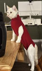 Lost Female Cat last seen Furnival Road and Victoria Street, West Elgin, ON N0L 2C0