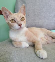 Shelter Stray Female Cat last seen Where found, 601 N Charles St, Portland, IN 47371, USA