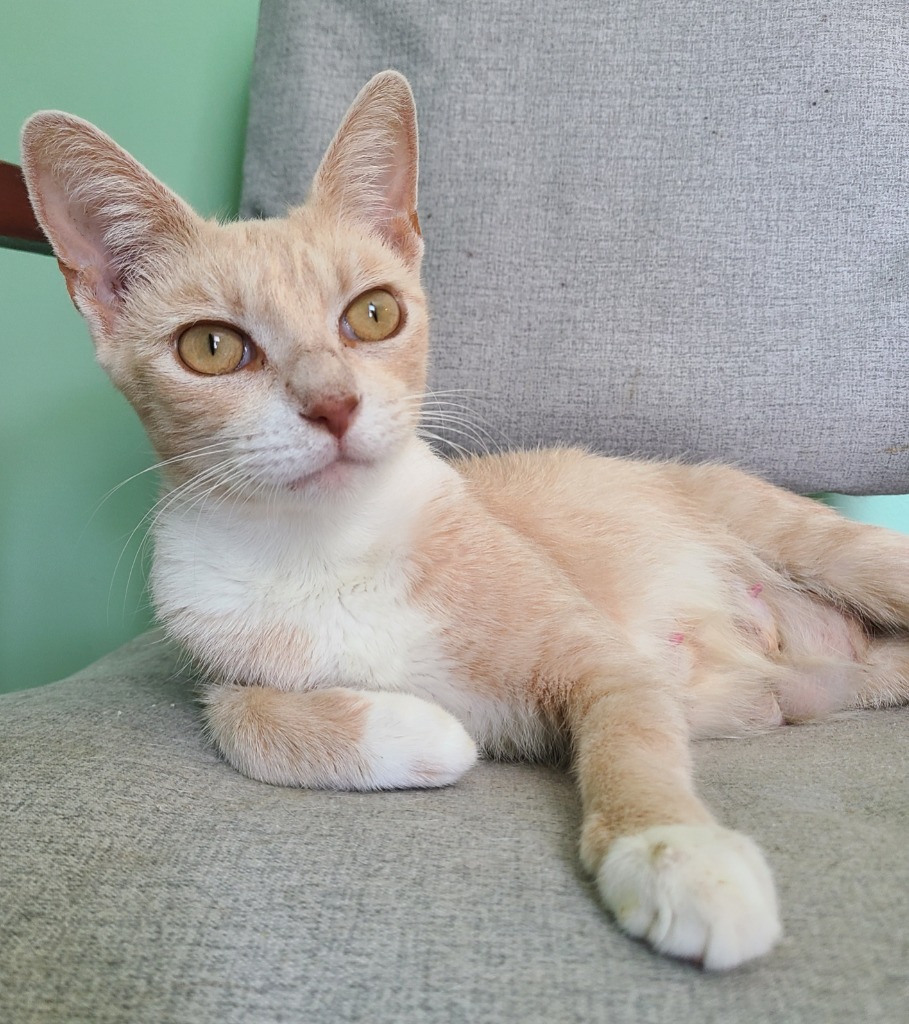 Shelter Stray Female Cat last seen Where found, 601 N Charles St, Portland, IN 47371, USA