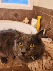 Lost Female Cat last seen 70th street, Graham, WA 98338