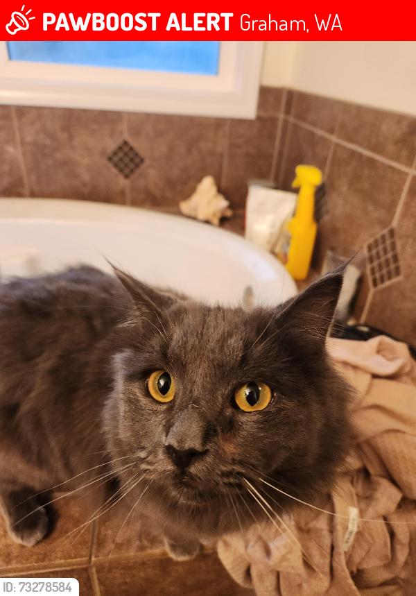 Lost Female Cat last seen 70th street, Graham, WA 98338