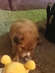 Lost Male Dog last seen Winding way, Carmichael, CA 95608