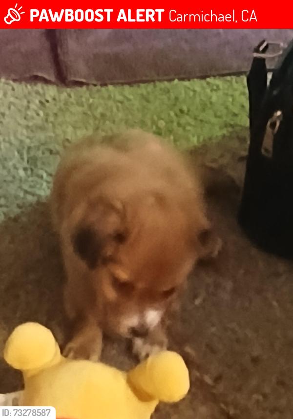 Lost Male Dog last seen Winding way, Carmichael, CA 95608