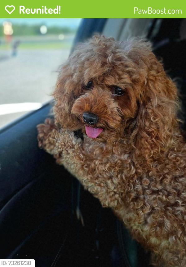Reunited Male Dog last seen Fairland Rd and Center Street, Clinton, OH 44216