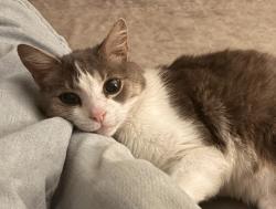 Lost Male Cat last seen My address, the closest major cross streets are Stone Island Rd and Enterprise Osteen Rd., Deltona, FL 32725