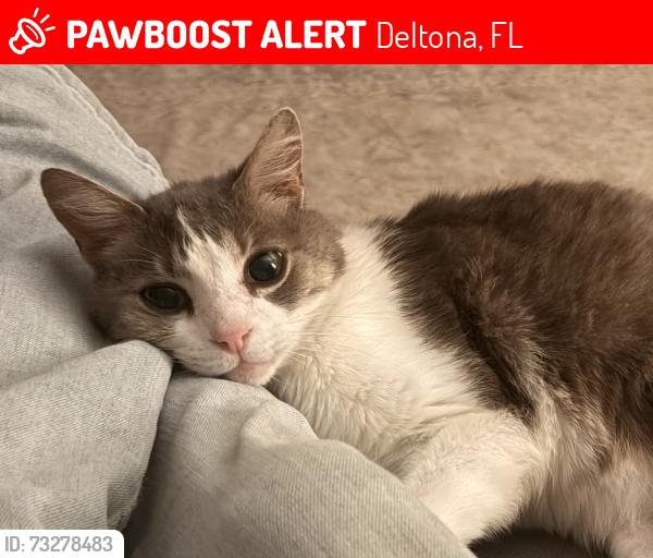 Lost Male Cat last seen My address, the closest major cross streets are Stone Island Rd and Enterprise Osteen Rd., Deltona, FL 32725