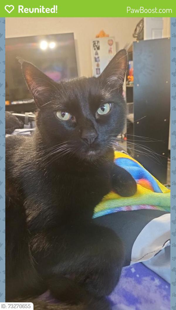 Reunited Male Cat last seen Near e mcberry st, Tampa, FL 33610