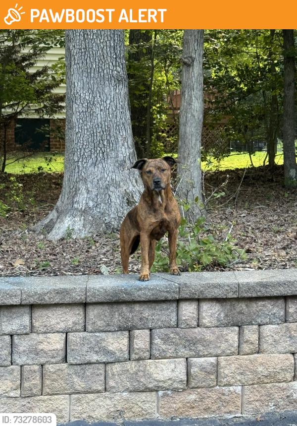 Found/Stray Unknown Dog last seen Second Branch Rd. & Carters Garden Dr., Chesterfield County, VA 23838