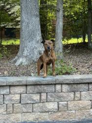 Found/Stray Unknown Dog last seen Second Branch Rd. & Carters Garden Dr., Chesterfield County, VA 23838