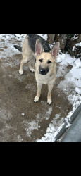 Lost Female Dog last seen 10 mile inbetween Kelly and gratiot, Eastpointe, MI 48021