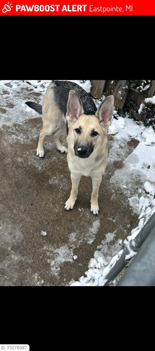 Lost Female Dog last seen 10 mile inbetween Kelly and gratiot, Eastpointe, MI 48021